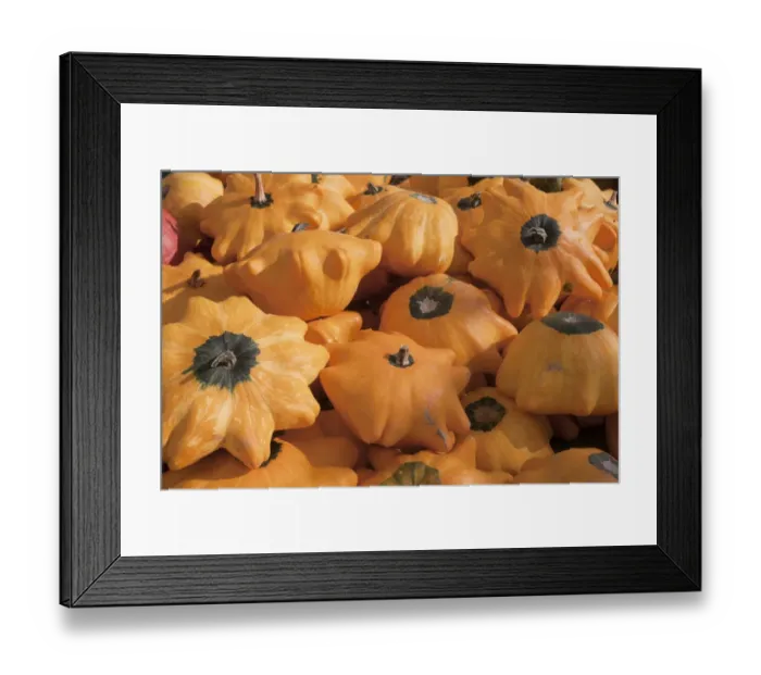 Framed Print : Summer Squash (Cucurbita pepo) Flying Saucer, fruit, West Sussex, England, October Framed Print : Summer Squash (Cucurbita pepo) Flying Saucer, fruit, West Sussex, England, October
