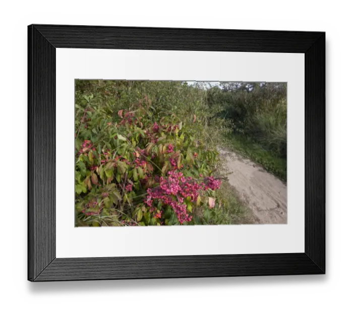 Framed Print : European Spindle (Euonymus europaeus) in fruit, growing in coastal scrubland, East Head Creek, West Wittering Framed Print : European Spindle (Euonymus europaeus) in fruit, growing in coastal scrubland, East Head Creek, West Wittering
