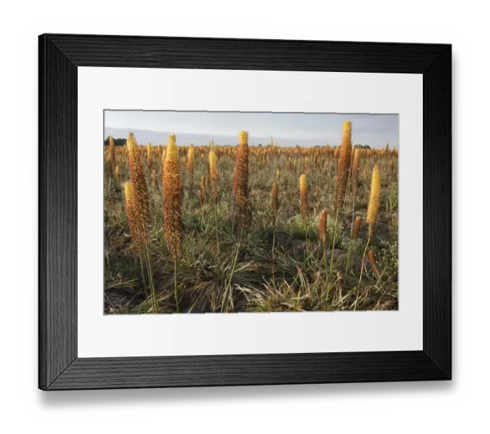 Framed Print : Foxtail Lily (Eremurus x isabellinus) Cleopatra, flowering, commercial nursery crop growing in field, Holbeach St Framed Print : Foxtail Lily (Eremurus x isabellinus) Cleopatra, flowering, commercial nursery crop growing in field, Holbeach St