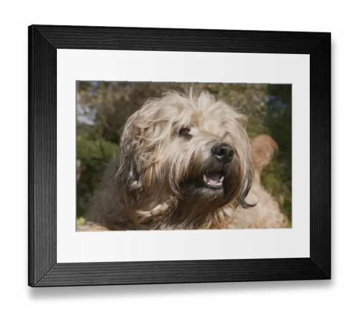 Framed Print : Domestic Dog, Soft-coated Wheaten Terrier, adult, close-up of head, panting, England, October Framed Print : Domestic Dog, Soft-coated Wheaten Terrier, adult, close-up of head, panting, England, October