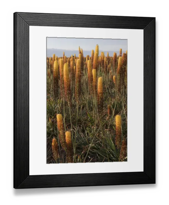 Framed Print : Foxtail Lily (Eremurus x isabellinus) Cleopatra, flowering, commercial nursery crop growing in field, Holbeach St Framed Print : Foxtail Lily (Eremurus x isabellinus) Cleopatra, flowering, commercial nursery crop growing in field, Holbeach St