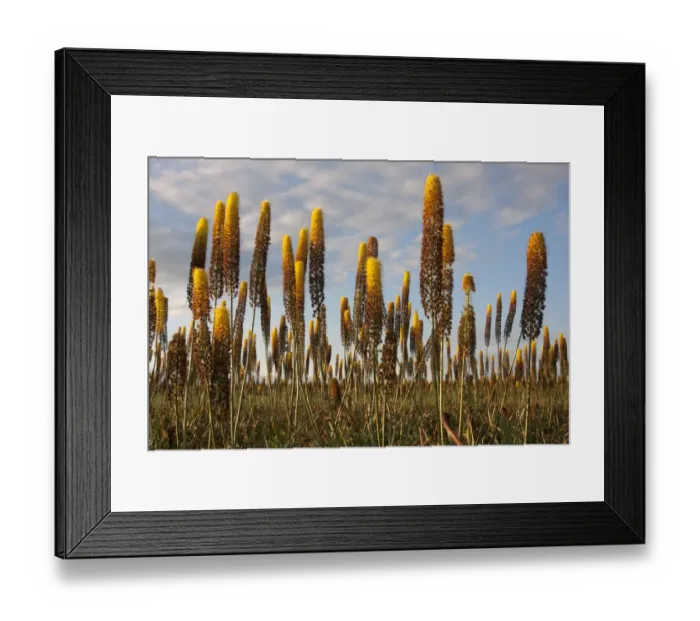 Framed Print : Foxtail Lily (Eremurus x isabellinus) Cleopatra, flowering, commercial nursery crop growing in field, Holbeach St Framed Print : Foxtail Lily (Eremurus x isabellinus) Cleopatra, flowering, commercial nursery crop growing in field, Holbeach St