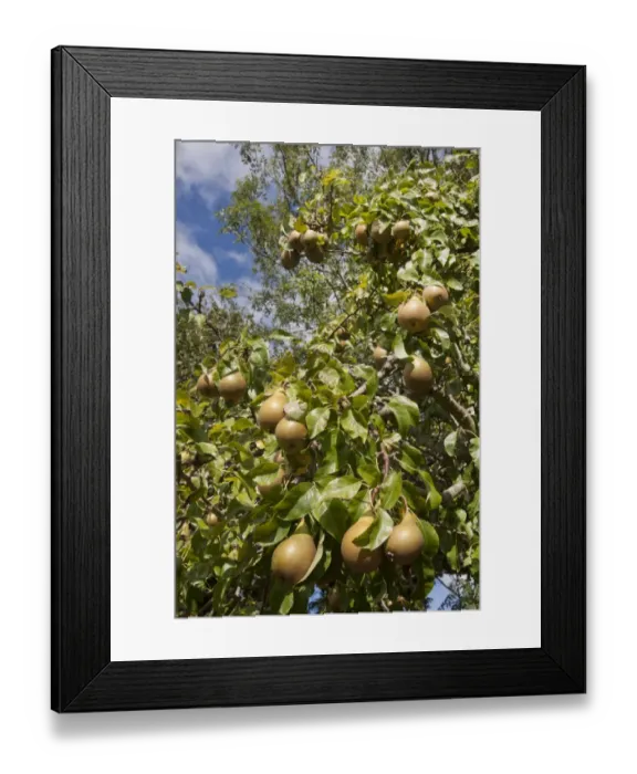 Framed Print : Common Pear (Pyrus communis) Conference, fruit growing on tree, England, October Framed Print : Common Pear (Pyrus communis) Conference, fruit growing on tree, England, October