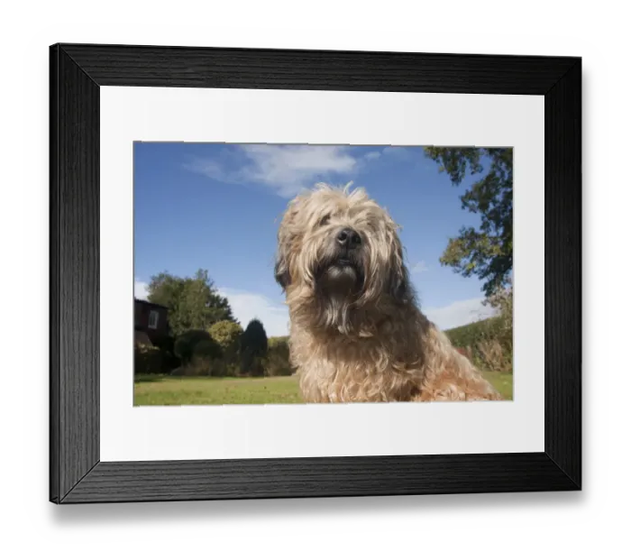 Framed Print : Domestic Dog, Soft-coated Wheaten Terrier, adult, close-up of head and chest, in garden, England, October Framed Print : Domestic Dog, Soft-coated Wheaten Terrier, adult, close-up of head and chest, in garden, England, October