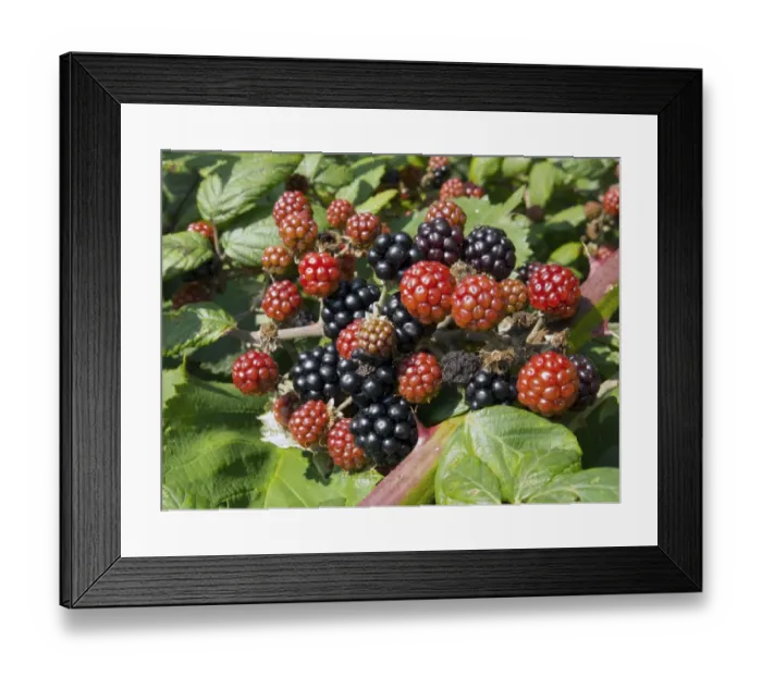 Framed Print : Bramble (Rubus fruticosus) close-up of ripe and unripe fruit, England, September Framed Print : Bramble (Rubus fruticosus) close-up of ripe and unripe fruit, England, September