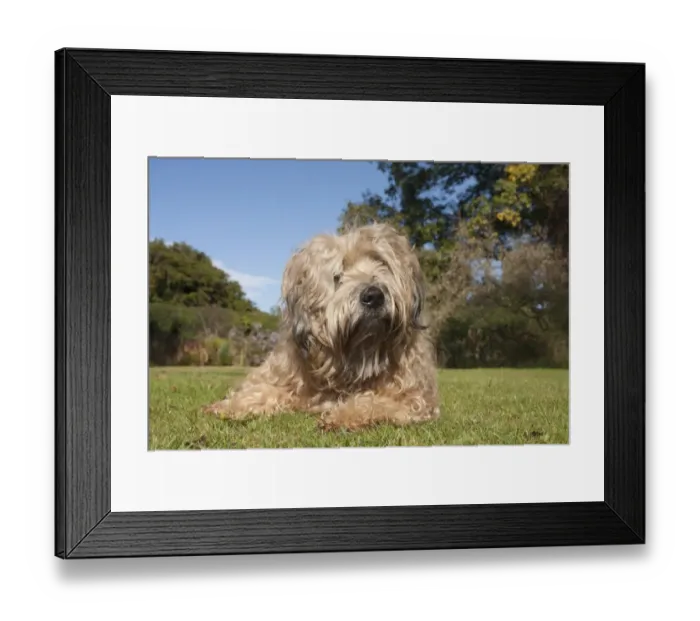 Framed Print : Domestic Dog, Soft-coated Wheaten Terrier, adult, laying on grass in garden, England, October Framed Print : Domestic Dog, Soft-coated Wheaten Terrier, adult, laying on grass in garden, England, October