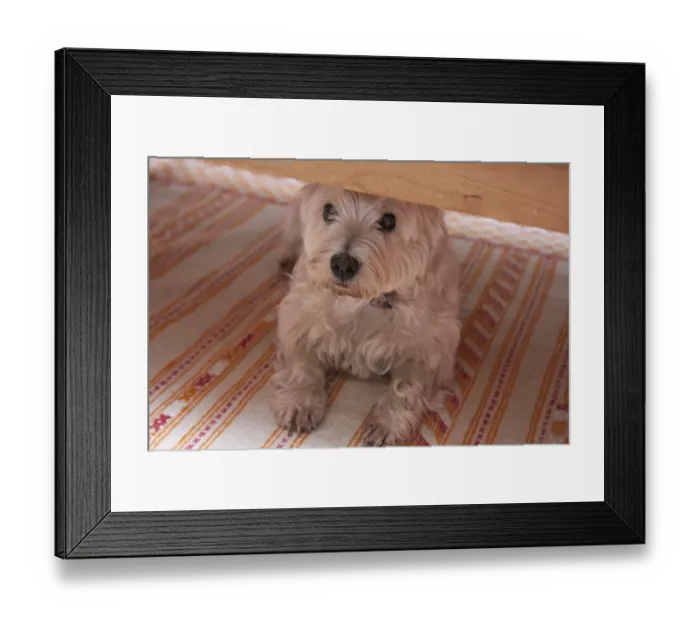 Framed Print : Domestic Dog, West Highland White Terrier, adult, hiding under furniture, England, September Framed Print : Domestic Dog, West Highland White Terrier, adult, hiding under furniture, England, September