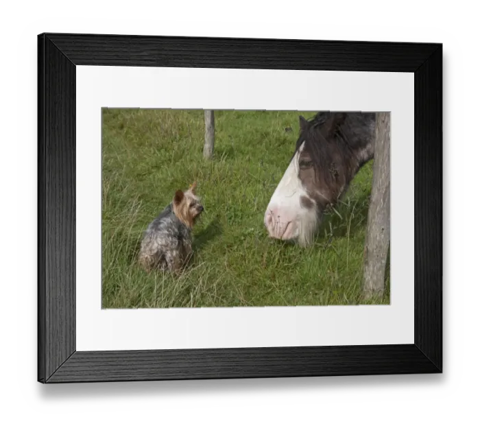 Framed Print : Domestic Dog, Yorkshire Terrier, adult, and Horse, adult, looking at each other under fence, England, August Framed Print : Domestic Dog, Yorkshire Terrier, adult, and Horse, adult, looking at each other under fence, England, August