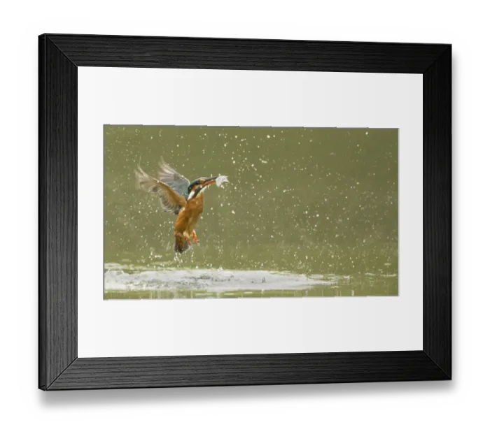 Framed Print : Common Kingfisher (Alcedo atthis) adult female, in flight, emerging from water with fish in beak after dive, England Framed Print : Common Kingfisher (Alcedo atthis) adult female, in flight, emerging from water with fish in beak after dive, England
