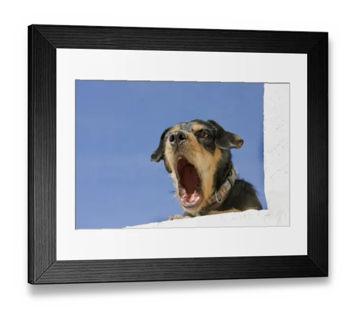 Framed Print : Domestic Dog, mongrel, puppy, wearing collar, yawning, laying on wall Framed Print : Domestic Dog, mongrel, puppy, wearing collar, yawning, laying on wall