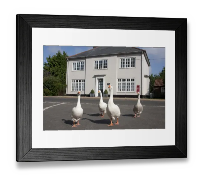 Framed Print : Domestic Goose, four adults, walking on road beside The Old Post Office building, Stanhoe, Norfolk, England, July Framed Print : Domestic Goose, four adults, walking on road beside The Old Post Office building, Stanhoe, Norfolk, England, July