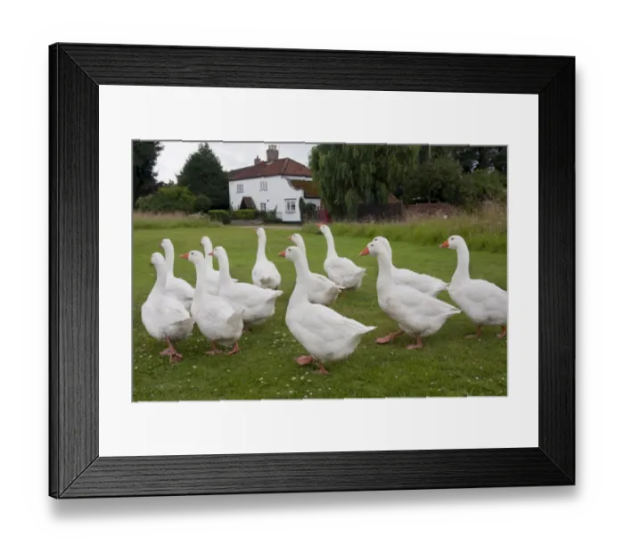 Framed Print : Domestic Goose, Norwegian White, flock, walking on village green, Tottenhill, Norfolk, England, July