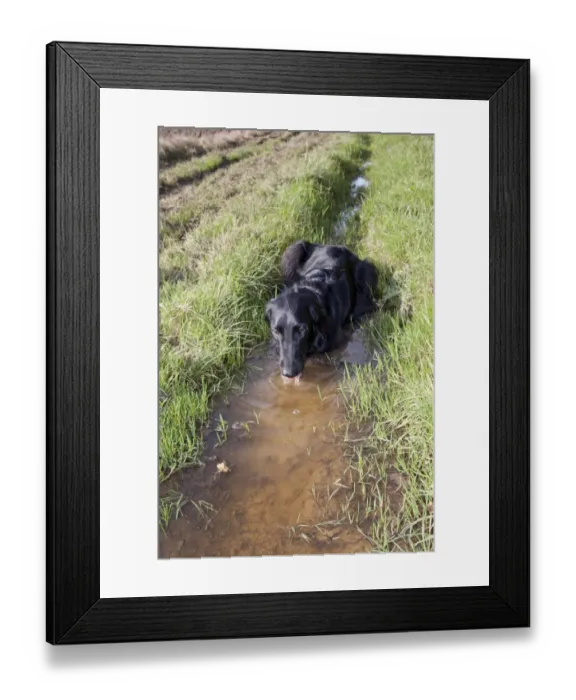 Framed Print : Domestic Dog, Flat-coated Retriever, black variety, adult, drinking from muddy puddle at edge of field, England Framed Print : Domestic Dog, Flat-coated Retriever, black variety, adult, drinking from muddy puddle at edge of field, England