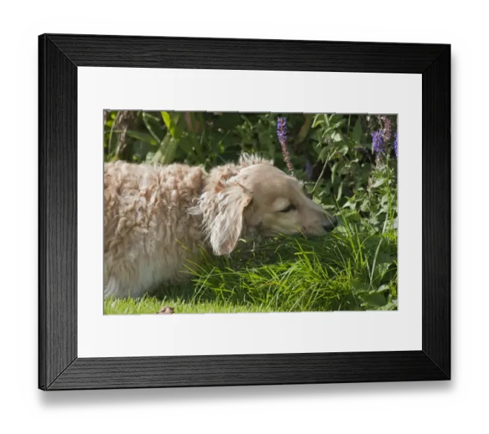 Framed Print : Domestic Dog, Long-haired Miniature Dachshund, adult male, close-up of head, chewing on grass, England, October Framed Print : Domestic Dog, Long-haired Miniature Dachshund, adult male, close-up of head, chewing on grass, England, October