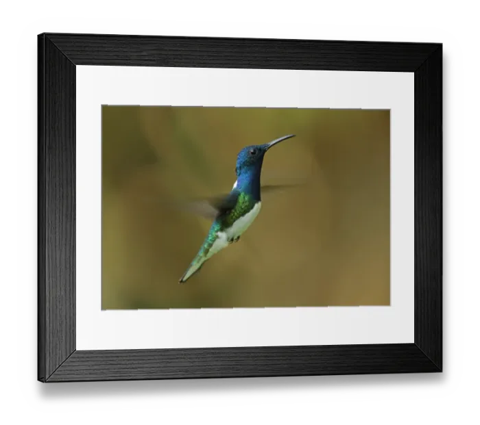 Framed Print : Blacktip Shark (Carcharhinus limbatus) and Long-beaked Common Dolphin (Delphinus capensis) adults Framed Print : Blacktip Shark (Carcharhinus limbatus) and Long-beaked Common Dolphin (Delphinus capensis) adults