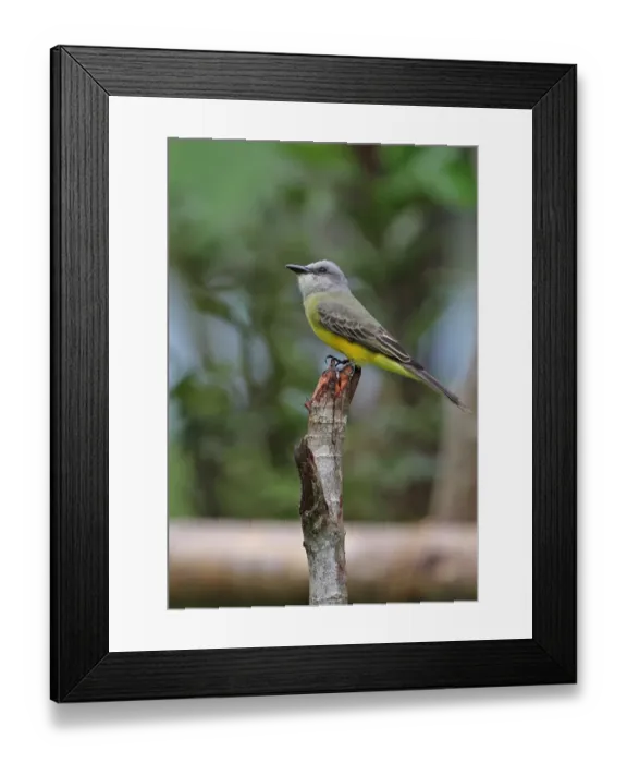 Framed Print : Tropical Kingbird (Tyrannus melancholicus satrapa) adult, perched on post, Chagres River, Panama, November Framed Print : Tropical Kingbird (Tyrannus melancholicus satrapa) adult, perched on post, Chagres River, Panama, November