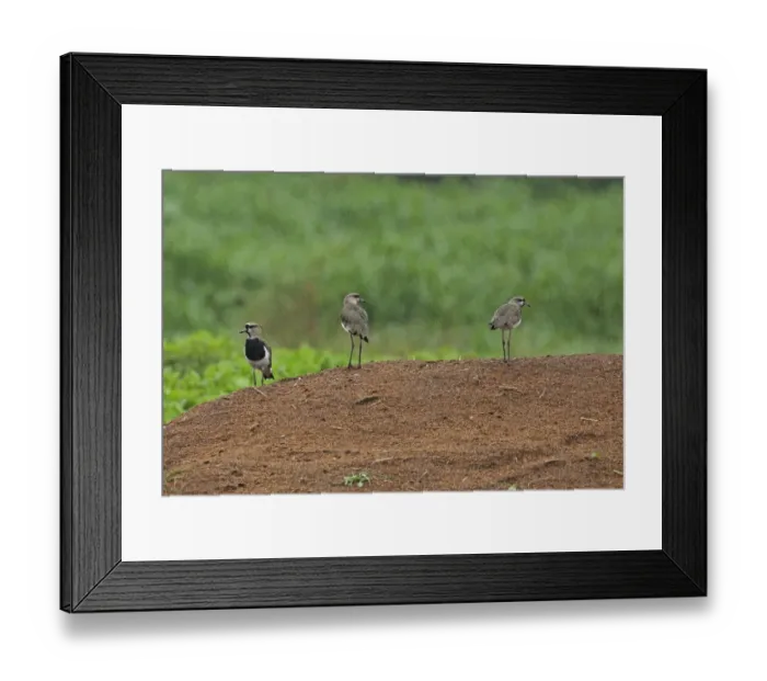 Framed Print : Southern Lapwing (Vanellus chilensis cayennensis) three adults, standing on mound during heavy rainfall, El Valle Framed Print : Southern Lapwing (Vanellus chilensis cayennensis) three adults, standing on mound during heavy rainfall, El Valle