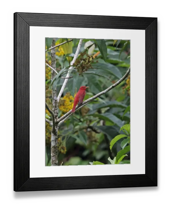 Framed Print : Summer Tanager (Piranga rubra) adult male, perched on branch, Rio Indio, Panama, October Framed Print : Summer Tanager (Piranga rubra) adult male, perched on branch, Rio Indio, Panama, October