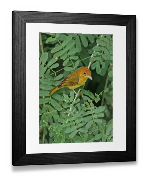 Framed Print : Summer Tanager (Piranga rubra) immature male, moulting into adult plumage, perched on twig, Canopy Tower, Panama Framed Print : Summer Tanager (Piranga rubra) immature male, moulting into adult plumage, perched on twig, Canopy Tower, Panama