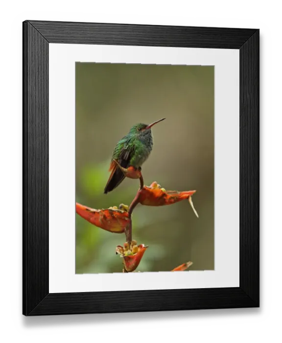Framed Print : Rufous-tailed Hummingbird (Amazilia tzacatl tzacatl) adult, perched on heliconia flower, Canopy Lodge, El Valle Framed Print : Rufous-tailed Hummingbird (Amazilia tzacatl tzacatl) adult, perched on heliconia flower, Canopy Lodge, El Valle