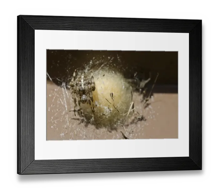 Framed Print : Garden Orb Spider (Araneus diadematus) adult female, resting beside egg sac, England, October Framed Print : Garden Orb Spider (Araneus diadematus) adult female, resting beside egg sac, England, October