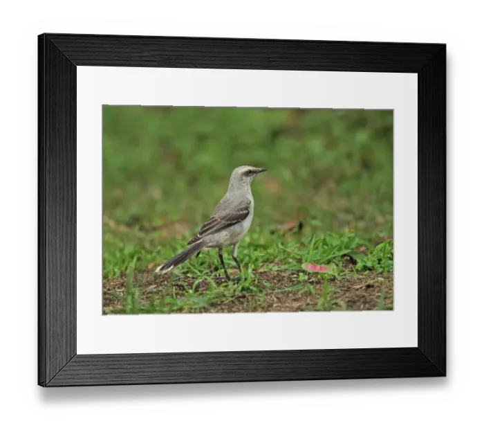 Framed Print : Tropical Mockingbird (Mimus gilvus tolimensis) adult, standing on ground, Rio Indio, Panama, October