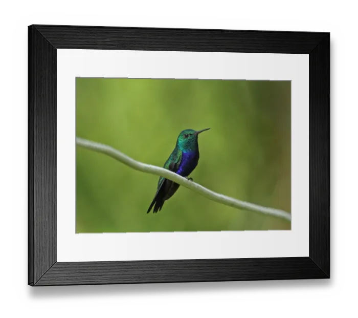 Framed Print : Violet-bellied Hummingbird (Juliamyia julie panamensis) adult male, perched on wire, Chagres River, Panama, November