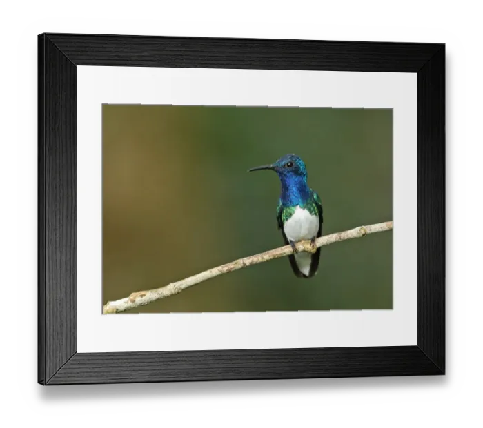 Framed Print : White-necked Jacobin (Florisuga mellivora mellivora) adult male, perched on twig, Panama, November Framed Print : White-necked Jacobin (Florisuga mellivora mellivora) adult male, perched on twig, Panama, November