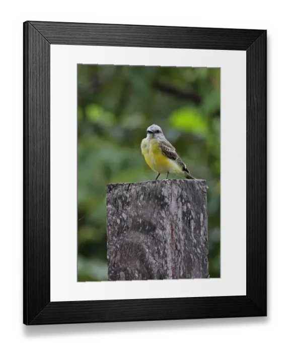 Framed Print : Tropical Kingbird (Tyrannus melancholicus satrapa) immature, perched on post, Juan Hombron, Panama, October Framed Print : Tropical Kingbird (Tyrannus melancholicus satrapa) immature, perched on post, Juan Hombron, Panama, October