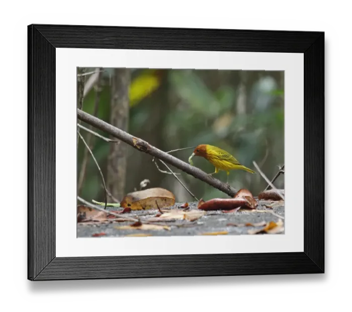 Framed Print : Yellow Warbler (Setophaga petechia aequatorialis) adult male, with caterpillar prey in beak, perched on branch