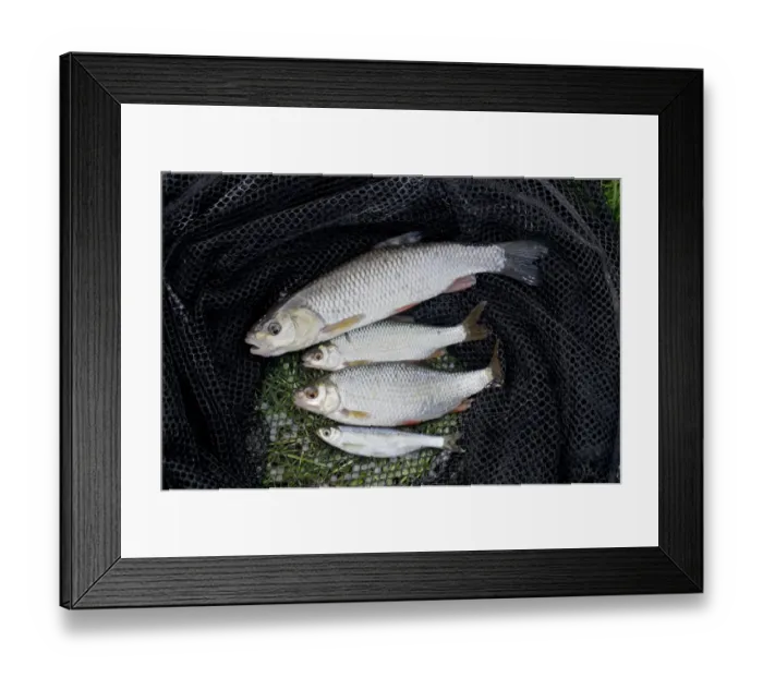 Framed Print : European Chub (Squalius cephalus) adult, Roach (Rutilus rutilus) two adults