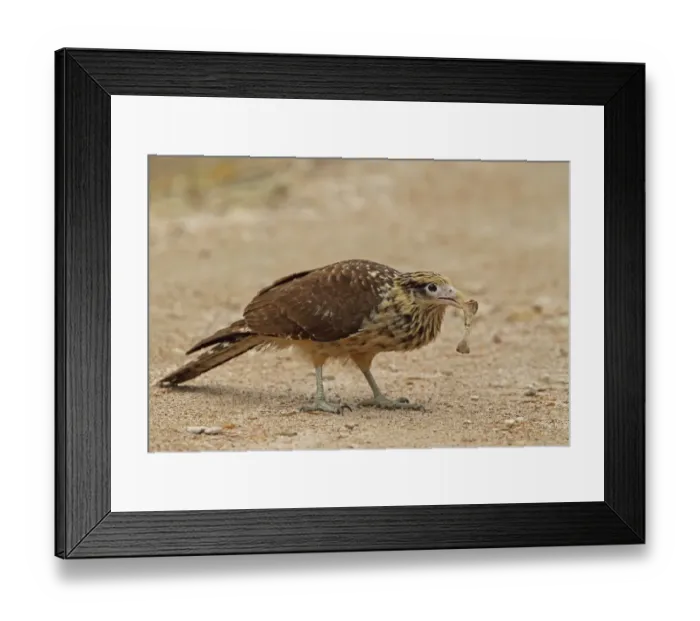 Framed Print : Yellow-headed Caracara (Milvago chimachima cordata) immature, with bone in beak, standing on dirt road, Juan Hombron Framed Print : Yellow-headed Caracara (Milvago chimachima cordata) immature, with bone in beak, standing on dirt road, Juan Hombron