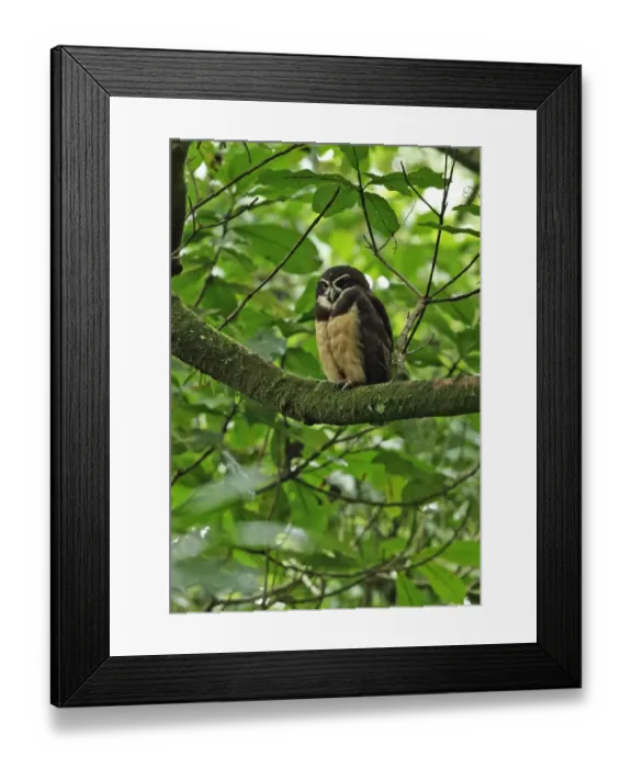Framed Print : Spectacled Owl (Pulsatrix perspicillata chapmani) adult, perched on branch, El Valle, Panama, October Framed Print : Spectacled Owl (Pulsatrix perspicillata chapmani) adult, perched on branch, El Valle, Panama, October