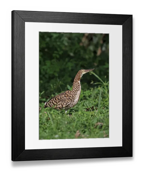 Framed Print : Rufescent Tiger-heron (Tigrisoma lineatum lineatum) immature, with insect prey in beak, foraging on damp ground Framed Print : Rufescent Tiger-heron (Tigrisoma lineatum lineatum) immature, with insect prey in beak, foraging on damp ground