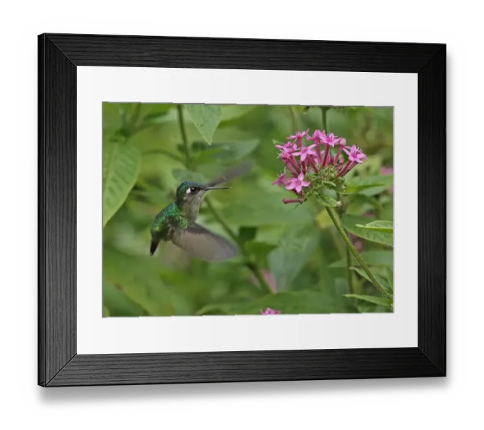 Framed Print : Violet-headed Hummingbird (Klais guimeti merrittii) adult female, in flight, hovering at flower, Cerro Azul, Panama Framed Print : Violet-headed Hummingbird (Klais guimeti merrittii) adult female, in flight, hovering at flower, Cerro Azul, Panama