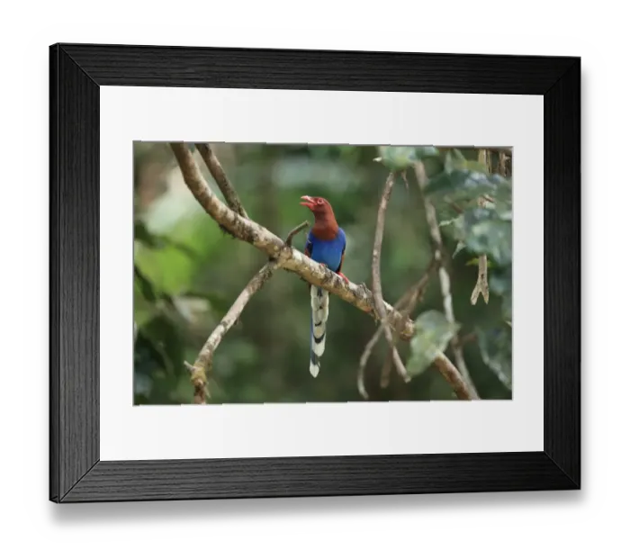 Framed Print : Ceylon Magpie (Urocissa ornata) adult, with beak open, perched on branch, Sri Lanka, February