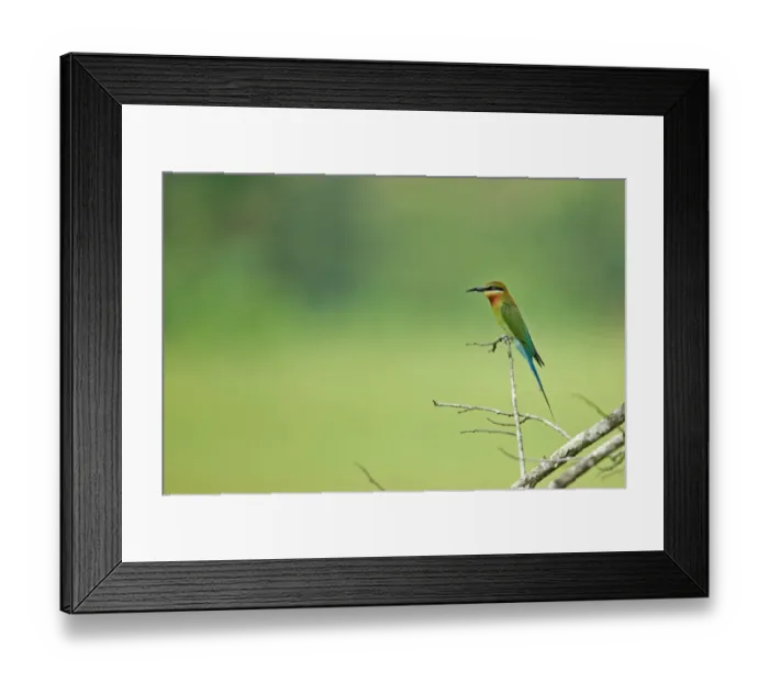 Framed Print : Blue-tailed Bee-eater (Merops philippinus) adult, perched on twig, Sri Lanka, February Framed Print : Blue-tailed Bee-eater (Merops philippinus) adult, perched on twig, Sri Lanka, February