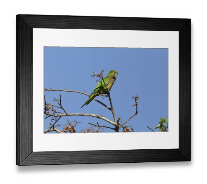 Framed Print : Olive-throated Parakeet (Eupsittula nana astec) adult, feeding, perched in fruiting tree, Yucatan Peninsula, Mexico Framed Print : Olive-throated Parakeet (Eupsittula nana astec) adult, feeding, perched in fruiting tree, Yucatan Peninsula, Mexico