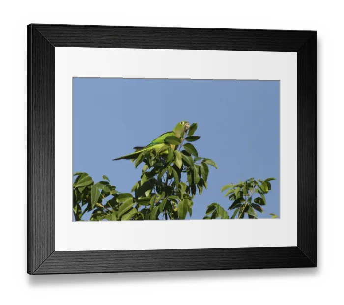 Framed Print : Olive-throated Parakeet (Eupsittula nana astec) adult, perched in treetop, Yucatan Peninsula, Mexico, October Framed Print : Olive-throated Parakeet (Eupsittula nana astec) adult, perched in treetop, Yucatan Peninsula, Mexico, October