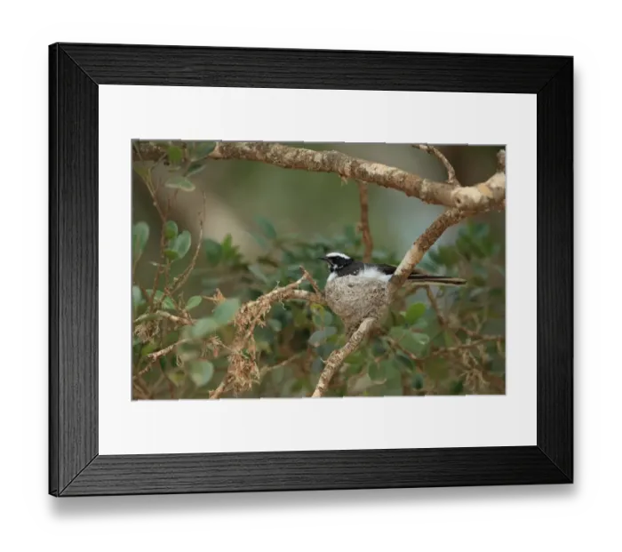 Framed Print : White-browed Fantail (Rhipidura aureola) adult, sitting in nest on twig, Sri Lanka, February Framed Print : White-browed Fantail (Rhipidura aureola) adult, sitting in nest on twig, Sri Lanka, February