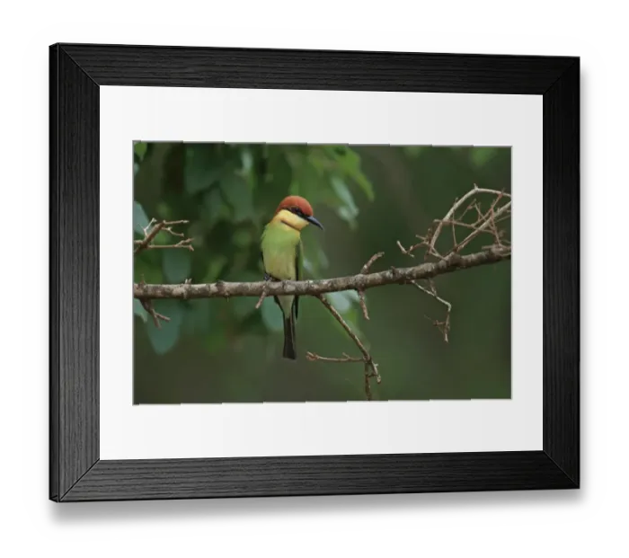 Framed Print : Chestnut-headed Bee-eater (Merops leschenaulti) adult, perched on branch, Sri Lanka, February