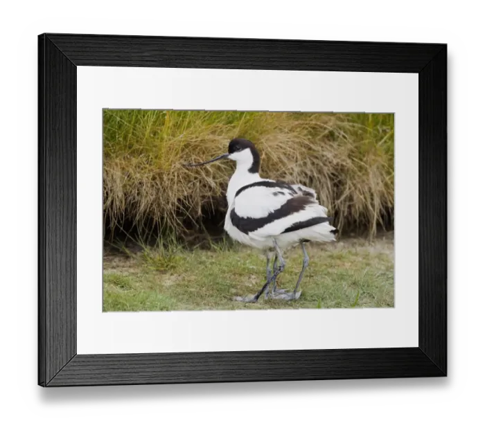 Framed Print : Eurasian Avocet (Recurvirostra avosetta) adult with chick, sheltering under parent, Texel, Noord-Holland, Netherlands Framed Print : Eurasian Avocet (Recurvirostra avosetta) adult with chick, sheltering under parent, Texel, Noord-Holland, Netherlands