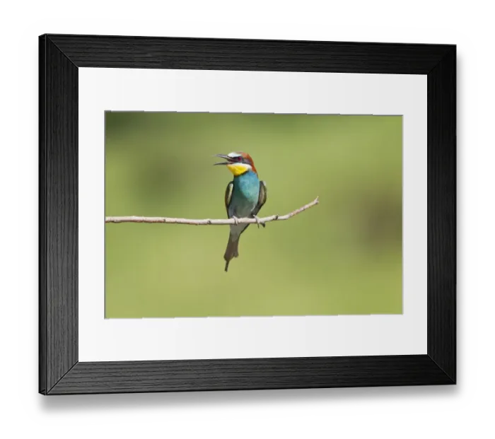 Framed Print : Black-crowned Night-heron (Nycticorax nyctocorax) immature, first summer plumage, in flight, Venice Rookery, Venice Framed Print : Black-crowned Night-heron (Nycticorax nyctocorax) immature, first summer plumage, in flight, Venice Rookery, Venice
