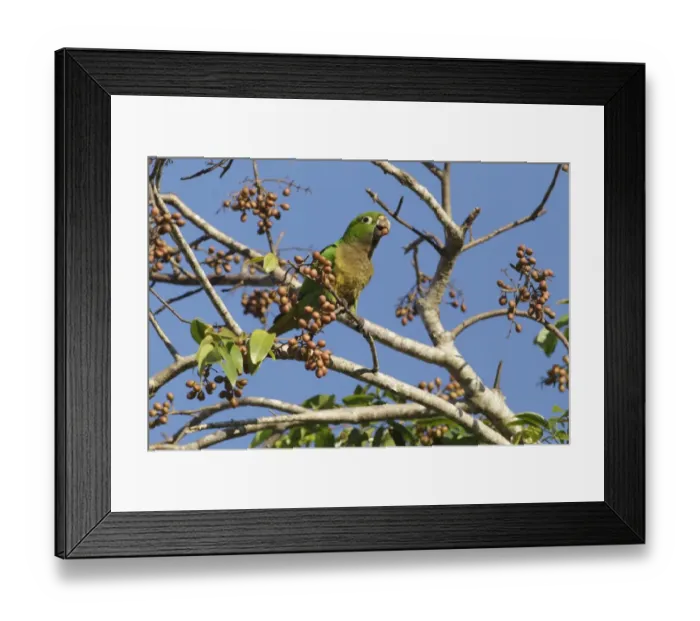 Framed Print : Olive-throated Parakeet (Eupsittula nana astec) adult, with fruit in beak, feeding in fruiting tree, Yucatan Peninsula Framed Print : Olive-throated Parakeet (Eupsittula nana astec) adult, with fruit in beak, feeding in fruiting tree, Yucatan Peninsula