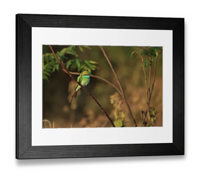 Framed Print : Little Green Bee-eater (Merops orientalis) adult, perched on twig, Sri Lanka, February Framed Print : Little Green Bee-eater (Merops orientalis) adult, perched on twig, Sri Lanka, February