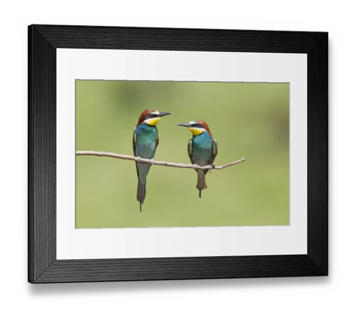 Framed Print : European Bee-eater (Merops apiaster) adult pair, perched on twig, Bulgaria, June Framed Print : European Bee-eater (Merops apiaster) adult pair, perched on twig, Bulgaria, June