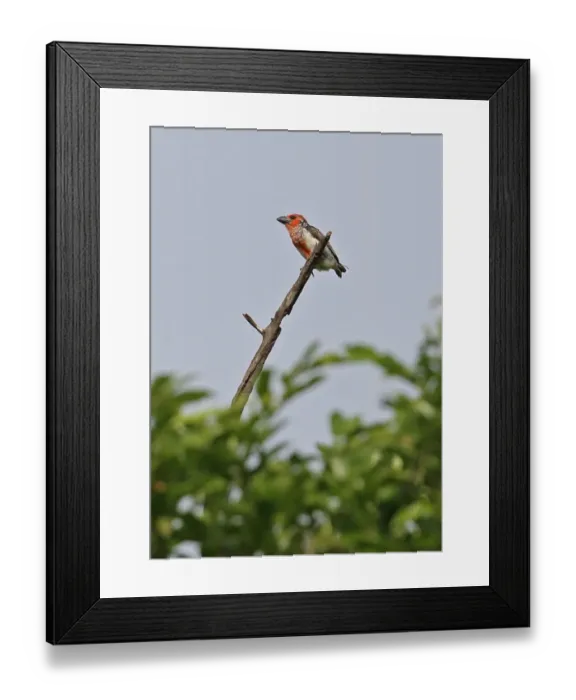 Framed Print : Vieillots Barbet (Lybius vieilloti rubescens) adult, perched at top of dead tree, Shai Hills, Greater Accra Region Framed Print : Vieillots Barbet (Lybius vieilloti rubescens) adult, perched at top of dead tree, Shai Hills, Greater Accra Region