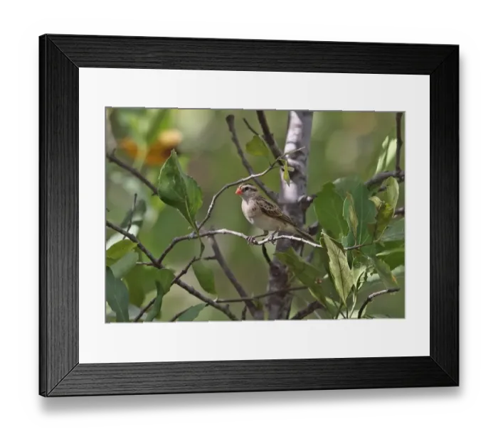 Framed Print : Exclamatory Paradise-whydah (Vidua interjecta) adult male, non-breeding plumage, perched on twig, Mole N. P Framed Print : Exclamatory Paradise-whydah (Vidua interjecta) adult male, non-breeding plumage, perched on twig, Mole N. P