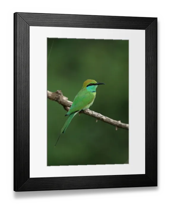 Framed Print : Little Green Bee-eater (Merops orientalis) adult, perched on twig, Sri Lanka, February Framed Print : Little Green Bee-eater (Merops orientalis) adult, perched on twig, Sri Lanka, February