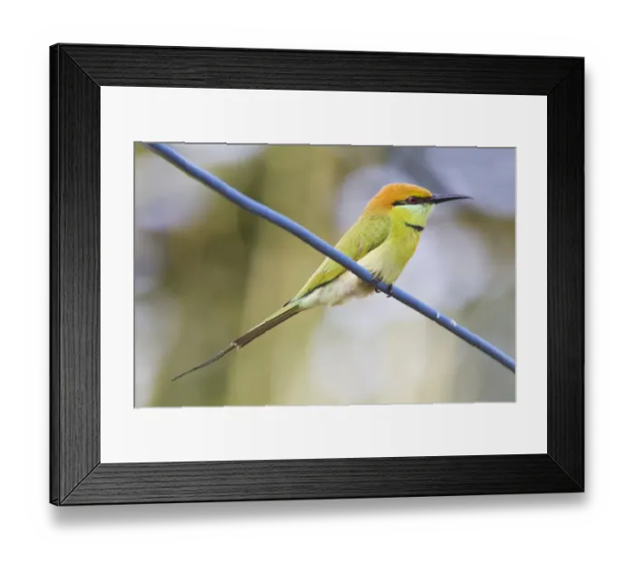 Framed Print : Little Green Bee-eater (Merops orientalis) adult, perched on wire, Mekong Delta, Vietnam, December Framed Print : Little Green Bee-eater (Merops orientalis) adult, perched on wire, Mekong Delta, Vietnam, December
